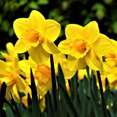 Narcissus Carlton Daffodil Bulbs Blooms Species Growing Bonsai Roots Rhizomes Corms Tubers Potted Planting Reblooming Fragrant Garden Flower Seeds Plant - Seedsplant