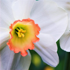 Fragrant Rose Daffodil Mixture Narcissus Bulbs Blooms Species Growing Bonsai Roots Rhizomes Corms Tubers Potted Planting Reblooming Fragrant Garden Flower Seeds Plant - Seedsplant