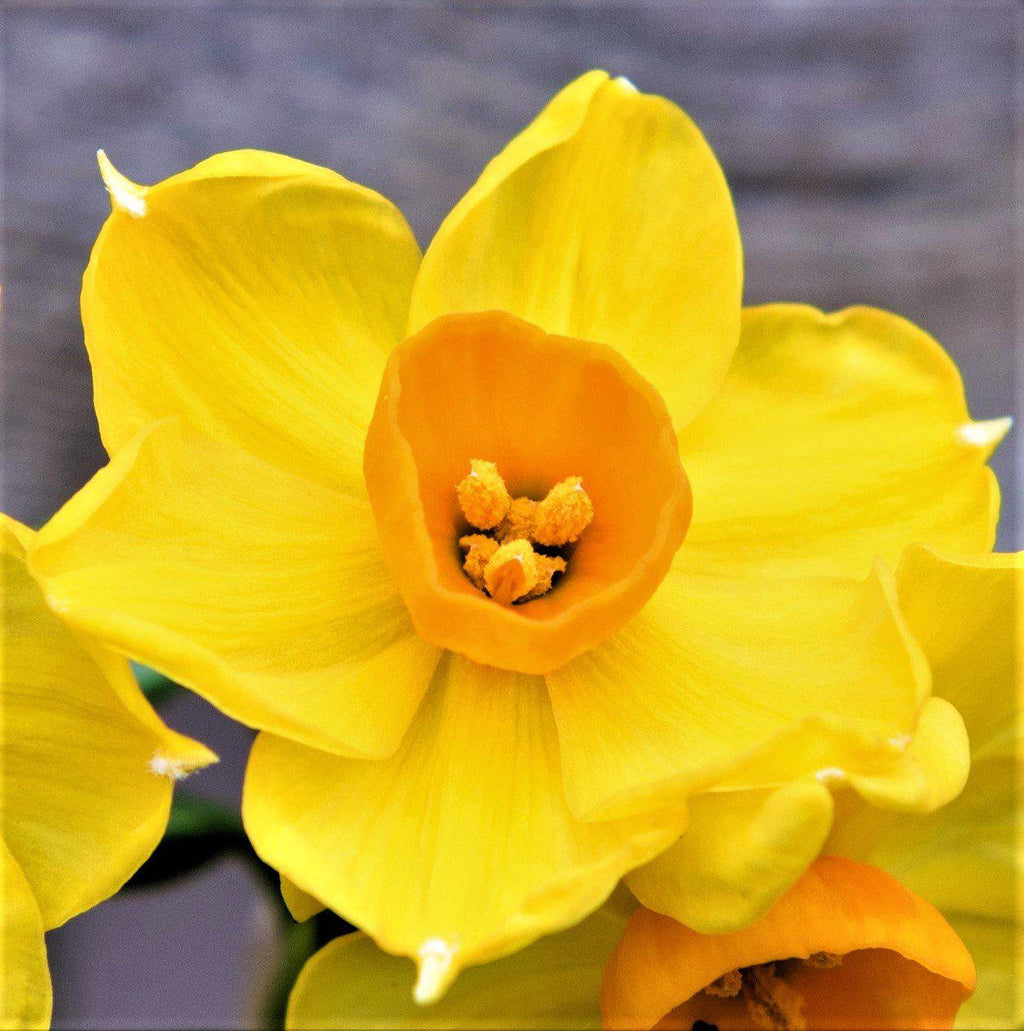 Narcissus Grand Soleil d'Or Daffodil Bulbs Blooms Species Growing Bonsai Roots Rhizomes Corms Tubers Potted Planting Reblooming Fragrant Garden Flower Seeds Plant