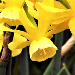 Narcissus Hawera Daffodil Bulbs Blooms Species Growing Bonsai Roots Rhizomes Corms Tubers Potted Planting Reblooming Fragrant Garden Flower Seeds Plant