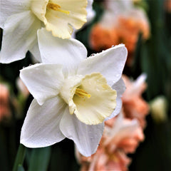 Mount Hood Daffodil Narcissus Bulbs Blooms Species Growing Bonsai Roots Rhizomes Corms Tubers Potted Planting Reblooming Fragrant Garden Flower Seeds Plant