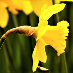 Narcissus Quail Daffodil Bulbs Blooms Species Growing Bonsai Roots Rhizomes Corms Tubers Potted Planting Reblooming Fragrant Garden Flower Seeds Plant
