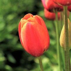 Tulip Bulbs Avignon Blooms Species Growing Bonsai Roots Rhizomes Corms Tubers Potted Planting Reblooming Fragrant Garden Flower Seeds Plant