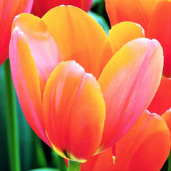 Tulip Bulbs Avignon Blooms Species Growing Bonsai Roots Rhizomes Corms Tubers Potted Planting Reblooming Fragrant Garden Flower Seeds Plant