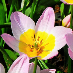 Tulip Bulbs Bakeri Lilac Wonder Blooms Species Growing Bonsai Roots Rhizomes Corms Tubers Potted Planting Reblooming Fragrant Garden Flower Seeds Plant