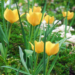 Tulip Bulbs Batalinii Bright Gem Blooms Species Growing Bonsai Roots Rhizomes Corms Tubers Potted Planting Reblooming Fragrant Garden Flower Seeds Plant