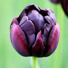 Tulip Bulbs Black Hero Blooms Species Growing Bonsai Roots Rhizomes Corms Tubers Potted Planting Reblooming Fragrant Garden Flower Seeds Plant