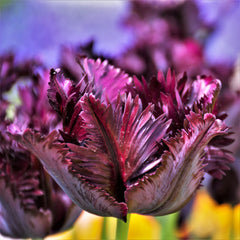 Tulip Bulbs Black Parrot Blooms Species Growing Bonsai Roots Rhizomes Corms Tubers Potted Planting Reblooming Fragrant Garden Flower Seeds Plant