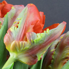 Tulip Bulbs Blumex Blooms Species Growing Bonsai Roots Rhizomes Corms Tubers Potted Planting Reblooming Fragrant Garden Flower Seeds Plant