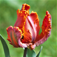 Tulip Bulbs Blumex Blooms Species Growing Bonsai Roots Rhizomes Corms Tubers Potted Planting Reblooming Fragrant Garden Flower Seeds Plant