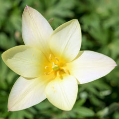 Tulip Bulbs Clusiana Cynthia Blooms Species Growing Bonsai Roots Rhizomes Corms Tubers Potted Planting Reblooming Fragrant Garden Flower Seeds Plant