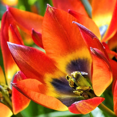 Tulip  Bulbs Little Princess Blooms Species Growing Bonsai Roots Rhizomes Corms Tubers Potted Planting Reblooming Fragrant Garden Flower Seeds Plant
