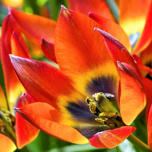 Tulip  Bulbs Little Princess Blooms Species Growing Bonsai Roots Rhizomes Corms Tubers Potted Planting Reblooming Fragrant Garden Flower Seeds Plant