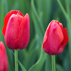 Tulip Bulbs Couleur Cardinal Blooms Species Growing Bonsai Roots Rhizomes Corms Tubers Potted Planting Reblooming Fragrant Garden Flower Seeds Plant