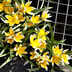Tulip Bulbs Dasystemon Tarda Blooms Species Growing Bonsai Roots Rhizomes Corms Tubers Potted Planting Reblooming Fragrant Garden Flower Seeds Plant - Seedsplant