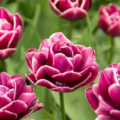 Tulip Bulbs Dream Touch Blooms Species Growing Bonsai Roots Rhizomes Corms Tubers Potted Planting Reblooming Fragrant Garden Flower Seeds Plant