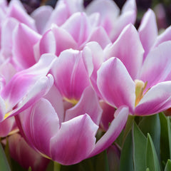 Tulip Bulbs Dreaming Maid Blooms Species Growing Bonsai Roots Rhizomes Corms Tubers Potted Planting Reblooming Fragrant Garden Flower Seeds Plant