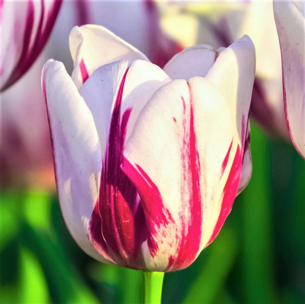 Tulip Bulbs Flaming Kiss  Blooms Species Growing Bonsai Roots Rhizomes Corms Tubers Potted Planting Reblooming Fragrant Garden Flower Seeds Plant