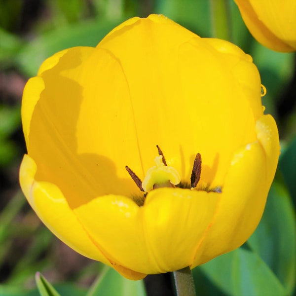 Tulip Bulbs Kikomachi  Blooms Species Growing Bonsai Roots Rhizomes Corms Tubers Potted Planting Reblooming Fragrant Garden Flower Seeds Plant