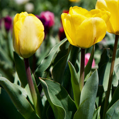 Tulip Bulbs Kikomachi  Blooms Species Growing Bonsai Roots Rhizomes Corms Tubers Potted Planting Reblooming Fragrant Garden Flower Seeds Plant - Seedsplant