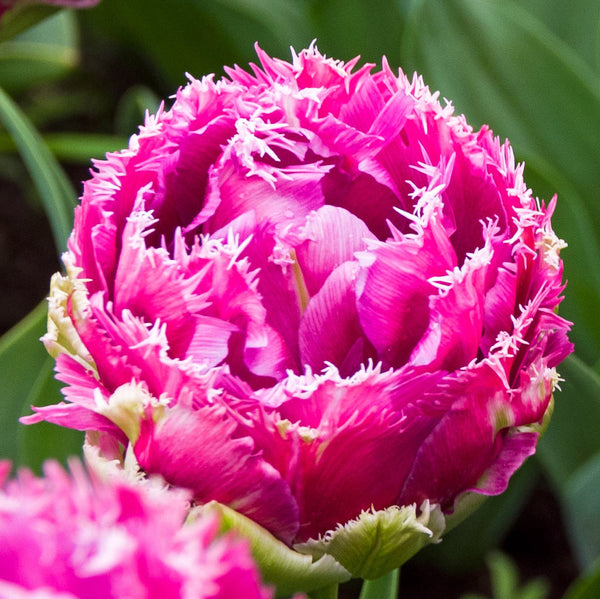 Tulip Bulbs Mascotte (Fringed) Blooms Species Growing Bonsai Roots Rhizomes Corms Tubers Potted Planting Reblooming Fragrant Garden Flower Seeds Plant