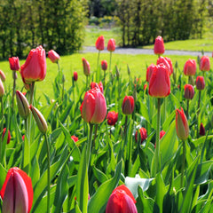 Tulip Bulbs Red Parade Blooms Species Growing Bonsai Roots Rhizomes Corms Tubers Potted Planting Reblooming Fragrant Garden Flower Seeds Plant