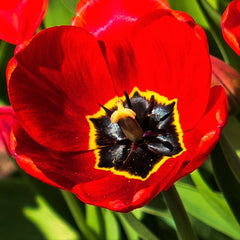 Tulip Bulbs Red Parade Blooms Species Growing Bonsai Roots Rhizomes Corms Tubers Potted Planting Reblooming Fragrant Garden Flower Seeds Plant