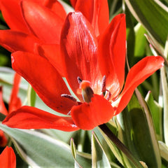 Tulip Bulbs Praestans Unicum Blooms Species Growing Bonsai Roots Rhizomes Corms Tubers Potted Planting Reblooming Fragrant Garden Flower Seeds Plant