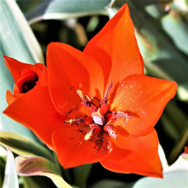 Tulip Bulbs Praestans Unicum Blooms Species Growing Bonsai Roots Rhizomes Corms Tubers Potted Planting Reblooming Fragrant Garden Flower Seeds Plant