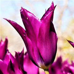 Tulip Bulbs Purple Dream Blooms Species Growing Bonsai Roots Rhizomes Corms Tubers Potted Planting Reblooming Fragrant Garden Flower Seeds Plant