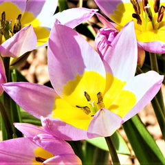 Tulip Bulbs Saxatilis Blooms Species Growing Bonsai Roots Rhizomes Corms Tubers Potted Planting Reblooming Fragrant Garden Flower Seeds Plant