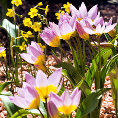 Tulip Bulbs Saxatilis Blooms Species Growing Bonsai Roots Rhizomes Corms Tubers Potted Planting Reblooming Fragrant Garden Flower Seeds Plant