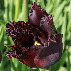 Tulip Bulbs Vincent Van Gogh (Fringed) Blooms Species Growing Bonsai Roots Rhizomes Corms Tubers Potted Planting Reblooming Fragrant Garden Flower Seeds Plant
