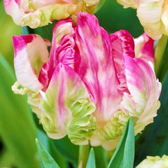 Tulip Bulbs Webers Parrot Blooms Species Growing Bonsai Roots Rhizomes Corms Tubers Potted Planting Reblooming Fragrant Garden Flower Seeds Plant