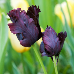 Tulip Bulbs Black Parrot Blooms Species Growing Bonsai Roots Rhizomes Corms Tubers Potted Planting Reblooming Fragrant Garden Flower Seeds Plant