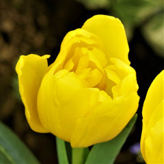 Tulip Bulbs Monte Carlo Blooms Species Growing Bonsai Roots Rhizomes Corms Tubers Potted Planting Reblooming Fragrant Garden Flower Seeds Plant - Seedsplant