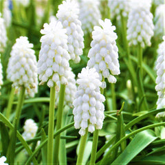 Grape Hyacinth Siberian Tiger Bulbs Blooms Species Growing Bonsai Roots Rhizomes Corms Tubers Potted Planting Reblooming Fragrant Garden Flower Seeds Plant Gardening