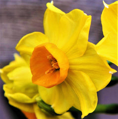 Narcissus Grand Soleil d'Or Daffodil Bulbs Blooms Species Growing Bonsai Roots Rhizomes Corms Tubers Potted Planting Reblooming Fragrant Garden Flower Seeds Plant
