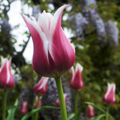 Tulip Bulbs Ballade Blooms Species Growing Bonsai Roots Rhizomes Corms Tubers Potted Planting Reblooming Fragrant Garden Flower Seeds Plant