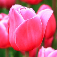 Tulip Bulbs Christmas Marvel Blooms Species Growing Bonsai Roots Rhizomes Corms Tubers Potted Planting Reblooming Fragrant Garden Flower Seeds Plant