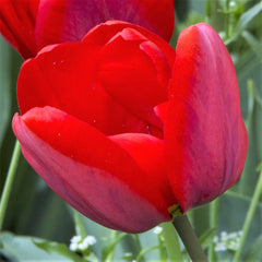 Tulip Bulbs Couleur Cardinal Blooms Species Growing Bonsai Roots Rhizomes Corms Tubers Potted Planting Reblooming Fragrant Garden Flower Seeds Plant