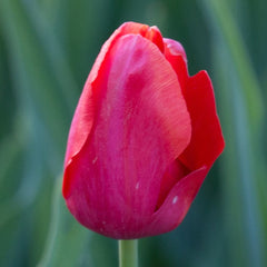 Tulip Bulbs Couleur Cardinal Blooms Species Growing Bonsai Roots Rhizomes Corms Tubers Potted Planting Reblooming Fragrant Garden Flower Seeds Plant