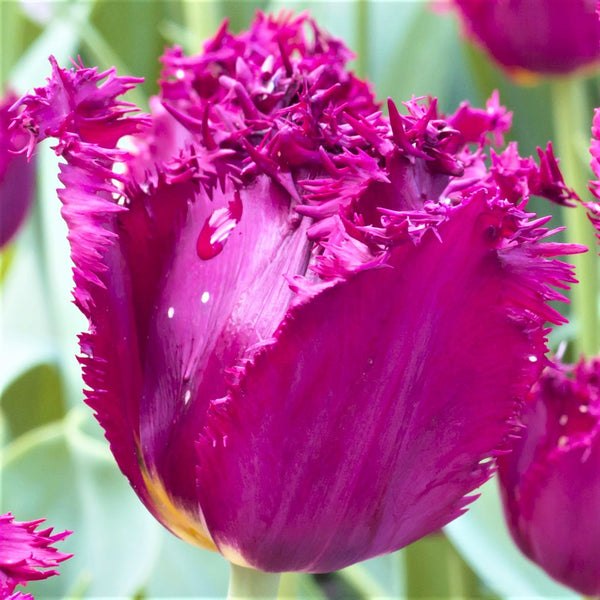 Tulip Bulbs Curly Sue (Fringed) Blooms Species Growing Bonsai Roots Rhizomes Corms Tubers Potted Planting Reblooming Fragrant Garden Flower Seeds Plant