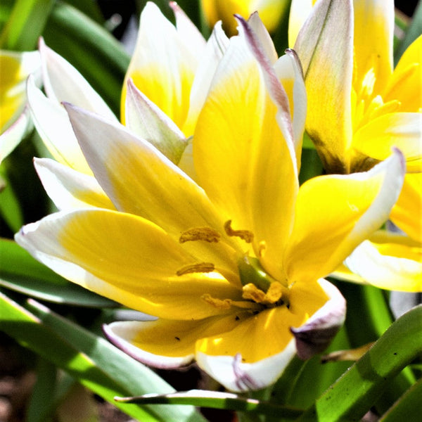 Tulip Bulbs Dasystemon Tarda Blooms Species Growing Bonsai Roots Rhizomes Corms Tubers Potted Planting Reblooming Fragrant Garden Flower Seeds Plant