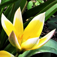 Tulip Bulbs Dasystemon Tarda Blooms Species Growing Bonsai Roots Rhizomes Corms Tubers Potted Planting Reblooming Fragrant Garden Flower Seeds Plant - Seedsplant