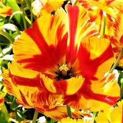 Tulip Bulbs Flaming Parrot Blooms Species Growing Bonsai Roots Rhizomes Corms Tubers Potted Planting Reblooming Fragrant Garden Flower Seeds Plant