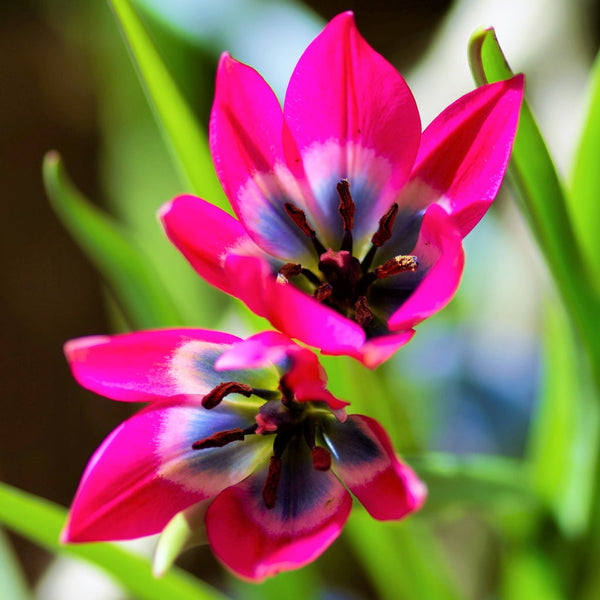 Tulip Bulbs Little Beauty Blooms Species Growing Bonsai Roots Rhizomes Corms Tubers Potted Planting Reblooming Fragrant Garden Flower Seeds Plant