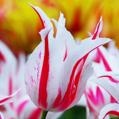 Tulip Bulbs Marilyn Blooms Species Growing Bonsai Roots Rhizomes Corms Tubers Potted Planting Reblooming Fragrant Garden Flower Seeds Plant