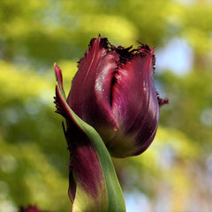 Tulip Bulbs Vincent Van Gogh (Fringed) Blooms Species Growing Bonsai Roots Rhizomes Corms Tubers Potted Planting Reblooming Fragrant Garden Flower Seeds Plant