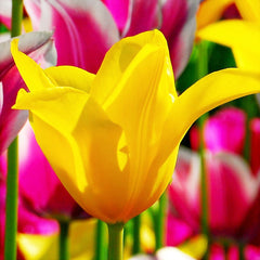 Tulip Bulbs West Point Blooms Species Growing Bonsai Roots Rhizomes Corms Tubers Potted Planting Reblooming Fragrant Garden Flower Seeds Plant